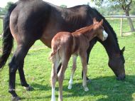 Moonbar's new foal 